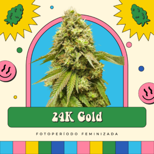 24K Gold - Fotoperíodo