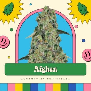 Afghan - Automática