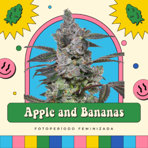 Apple and Bananas - Fotoperíodo