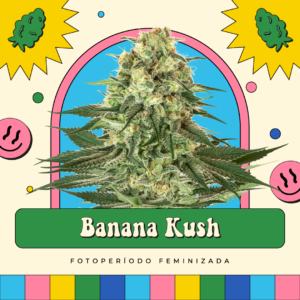 Banana Kush - Fotoperíodo
