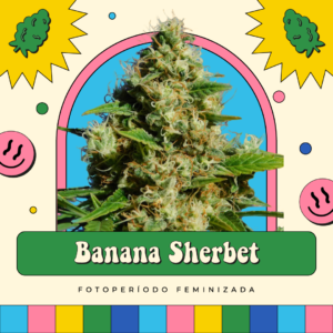 Banana Sherbet - Fotoperíodo