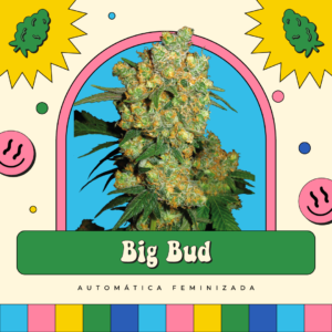 Big Bud - Automática