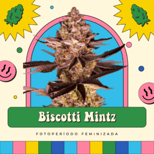Biscotti Mintz - Fotoperíodo