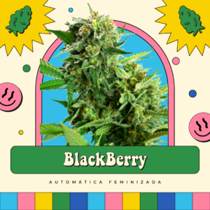 Blackberry - Automática