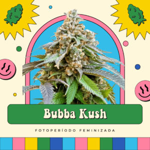 Bubba Kush - Fotoperíodo