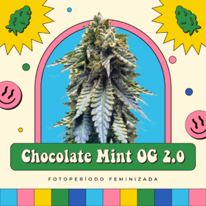 Chocolate Mint OG 2.0 - Fotoperíodo