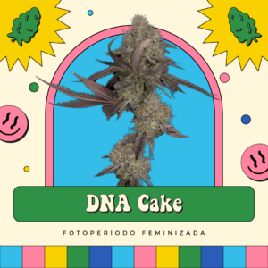 DNA Cake - Fotoperíodo
