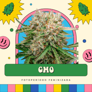 GMO - Fotoperíodo