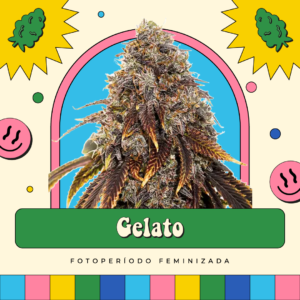 Gelato - Fotoperíodo