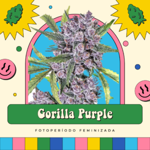 Gorilla Purple - Fotoperíodo