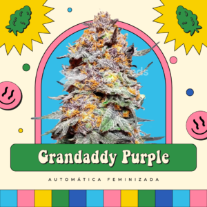 Granddaddy Purple - Automática