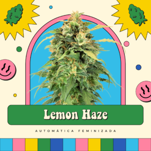 Lemon Haze - Automática