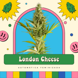 London Cheese - Automática