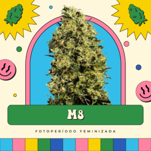 M8 - Fotoperíodo