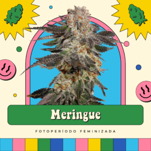 Meringue - Fotoperíodo
