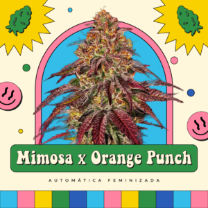 Mimosa x Orange Punch - Automática