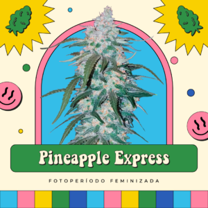 Pineapple Express - Fotoperíodo
