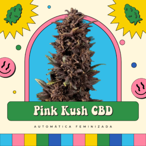 Pink Kush CBD - Automática