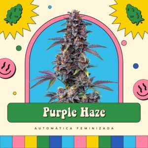 Purple Haze - Automática