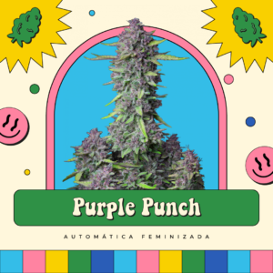 Purple Punch - Automática