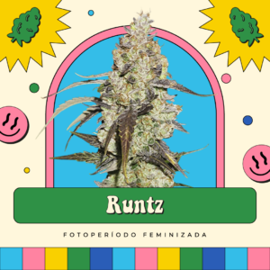 Runtz - Fotoperíodo