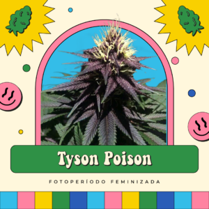 Tyson Poison - Fotoperíodo