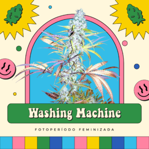 Washing Machine - Fotoperíodo