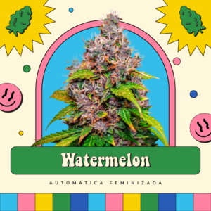 Watermelon - Automática