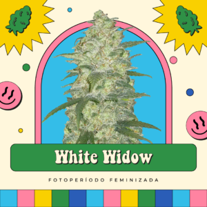 White Widow - Fotoperíodo