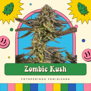 Zombie Kush - Fotoperíodo